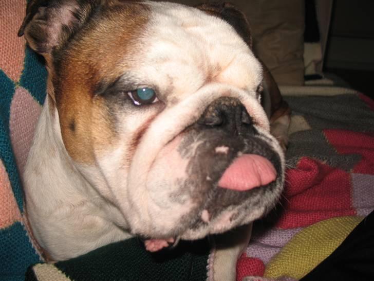 Engelsk bulldog Ozzy billede 8