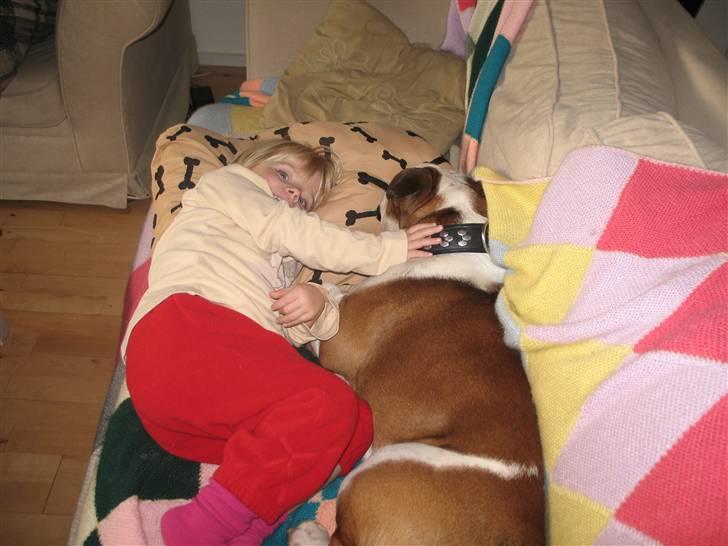 Engelsk bulldog Ozzy billede 9