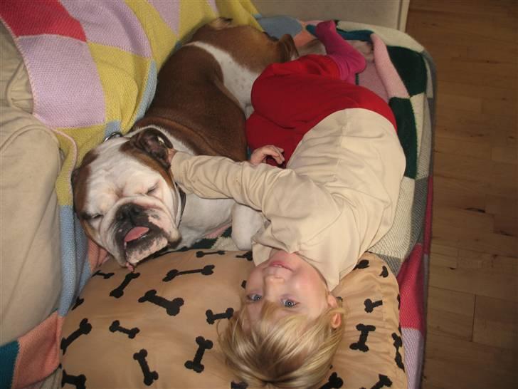 Engelsk bulldog Ozzy billede 10