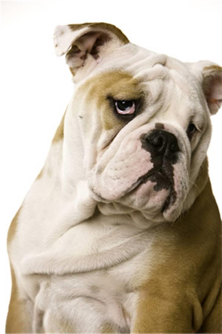 Engelsk bulldog Manfred (Manse) billede 1