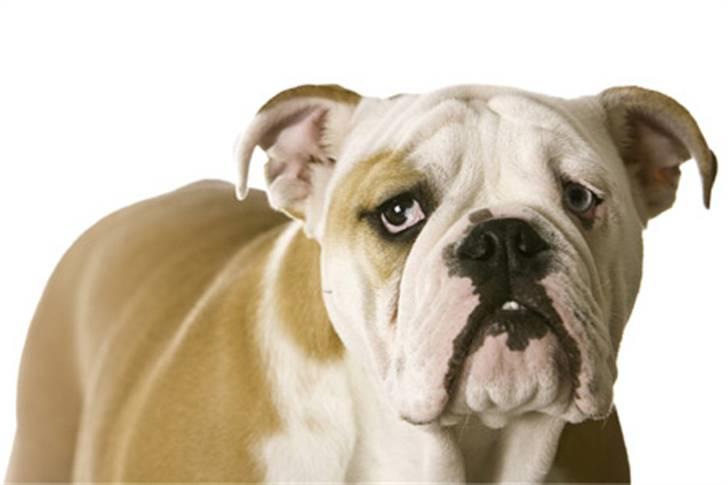 Engelsk bulldog Manfred (Manse) billede 2