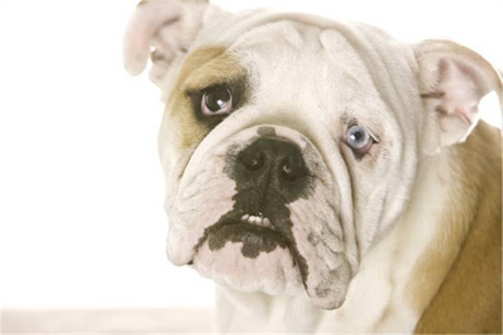 Engelsk bulldog Manfred (Manse) billede 3