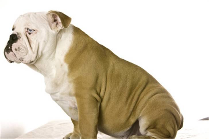 Engelsk bulldog Manfred (Manse) billede 4