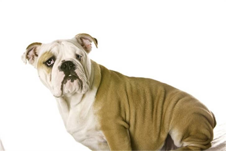 Engelsk bulldog Manfred (Manse) billede 5