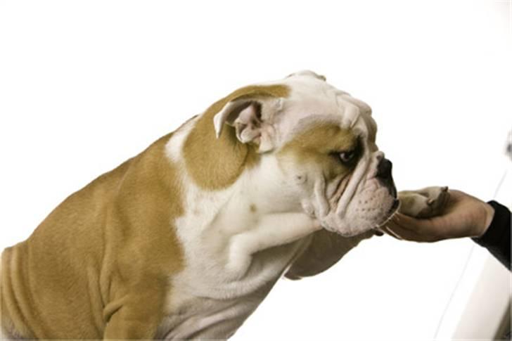 Engelsk bulldog Manfred (Manse) billede 6