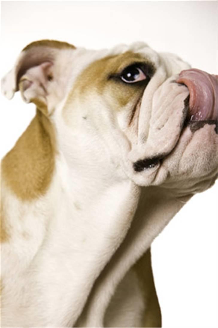 Engelsk bulldog Manfred (Manse) billede 7