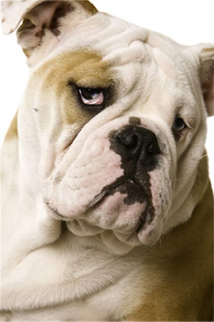 Engelsk bulldog Manfred (Manse) billede 9