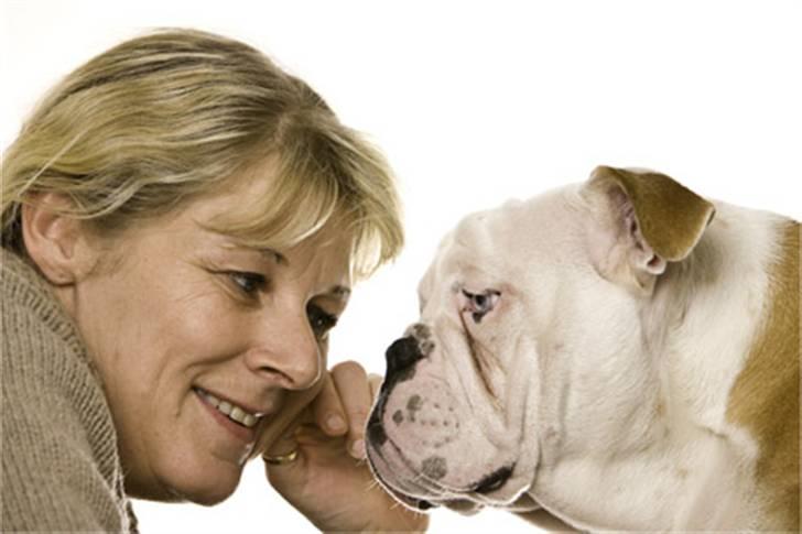 Engelsk bulldog Manfred (Manse) billede 10