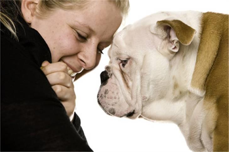 Engelsk bulldog Manfred (Manse) billede 11