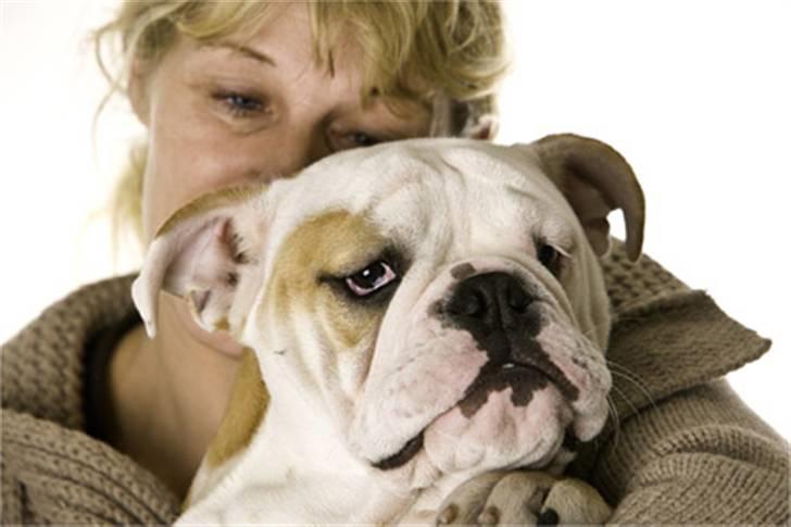 Engelsk bulldog Manfred (Manse) billede 12