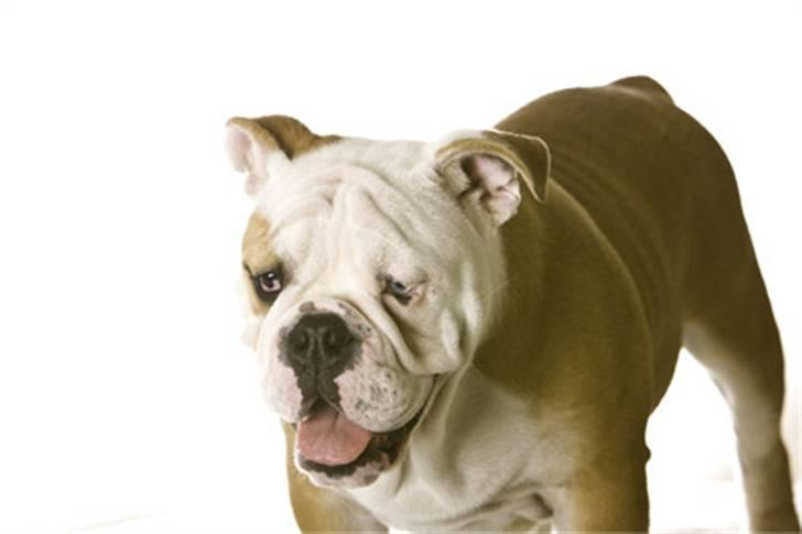 Engelsk bulldog Manfred (Manse) billede 13