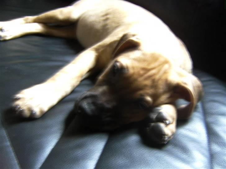 Blanding af racer Sapphire billede 2