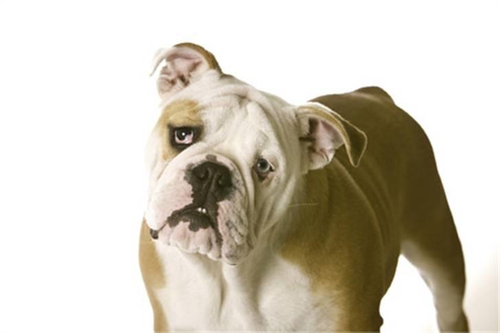 Engelsk bulldog Manfred (Manse) billede 14
