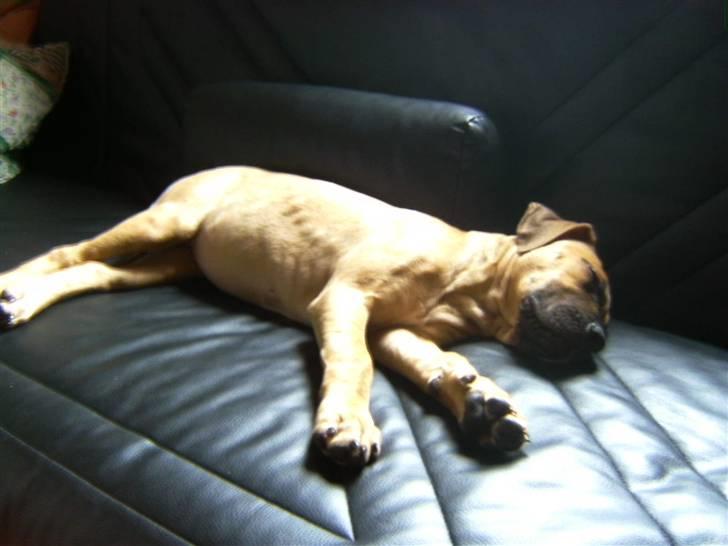 Blanding af racer Sapphire billede 3