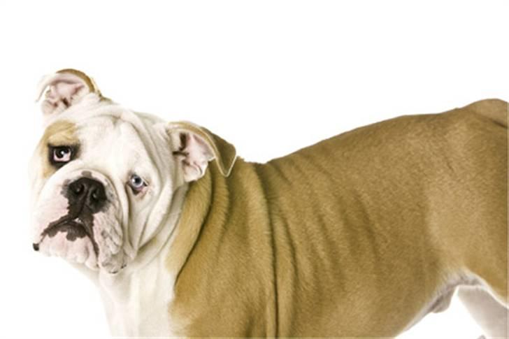 Engelsk bulldog Manfred (Manse) billede 15