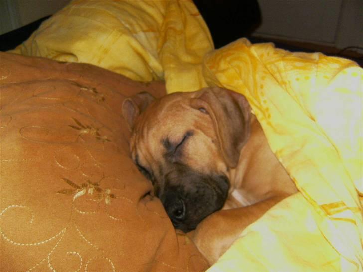 Blanding af racer Sapphire billede 4