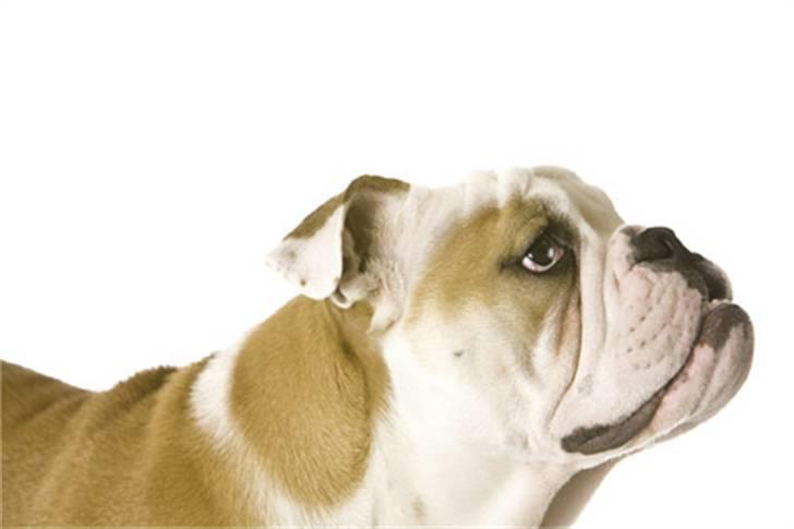 Engelsk bulldog Manfred (Manse) billede 16