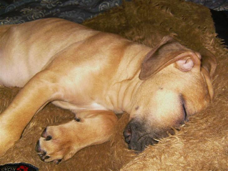 Blanding af racer Sapphire billede 5