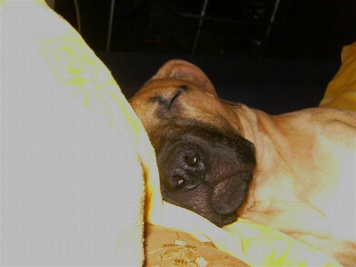 Blanding af racer Sapphire billede 6