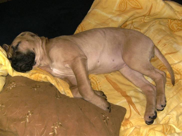 Blanding af racer Sapphire billede 7