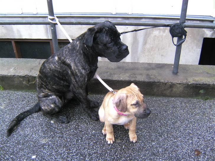 Blanding af racer Sapphire billede 8