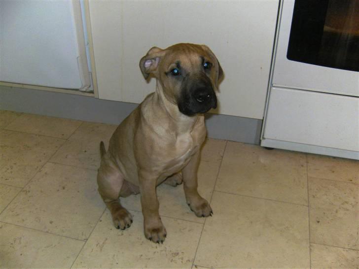 Blanding af racer Sapphire billede 9