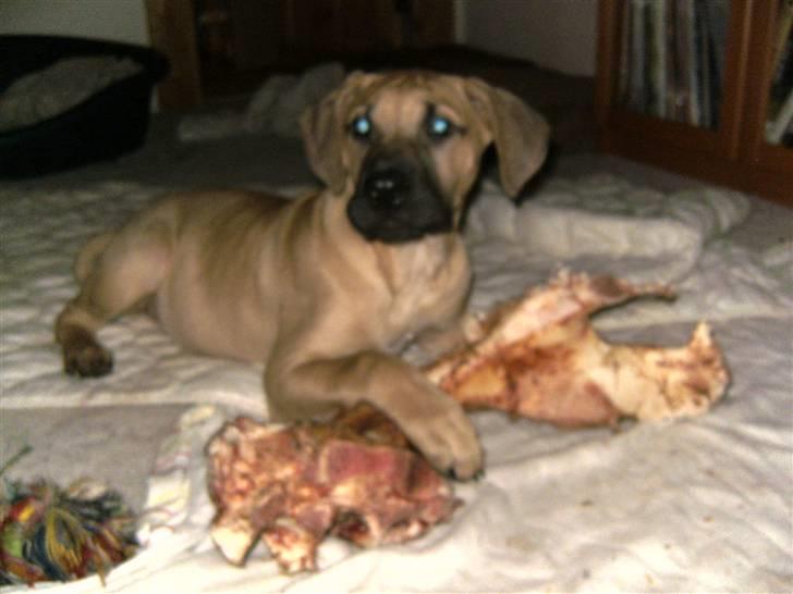 Blanding af racer Sapphire billede 10