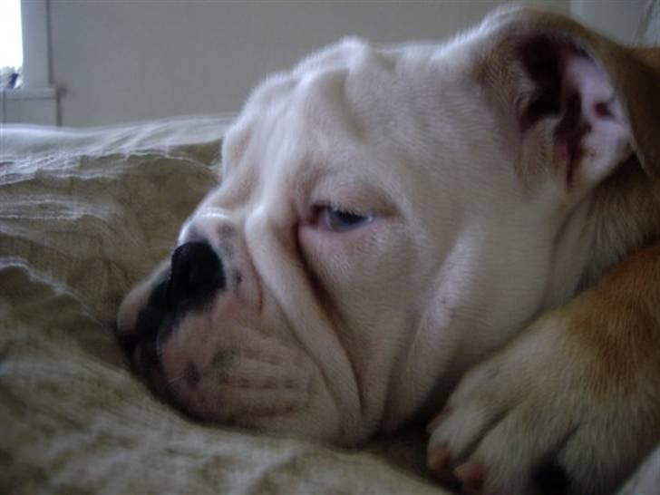 Engelsk bulldog Manfred (Manse) billede 17