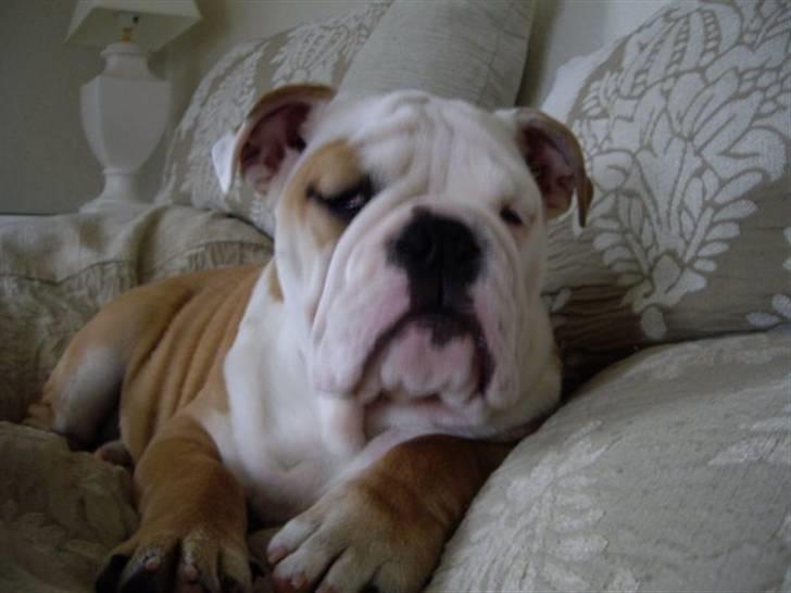 Engelsk bulldog Manfred (Manse) billede 18