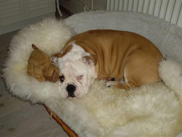 Engelsk bulldog Manfred (Manse) billede 19