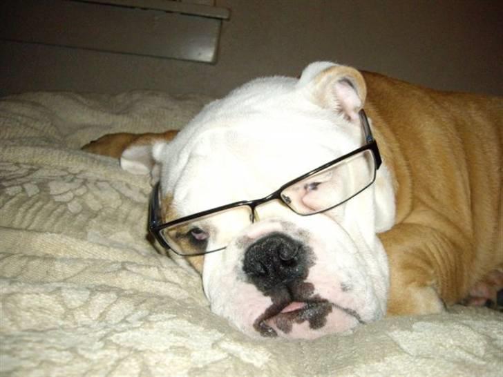 Engelsk bulldog Manfred (Manse) billede 20