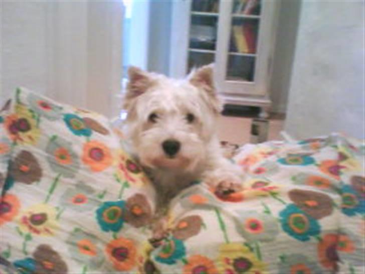 West highland white terrier Julius R.I.P. ); SAVNET! - Julius i alt mit pude betræk hehe ;) billede 1