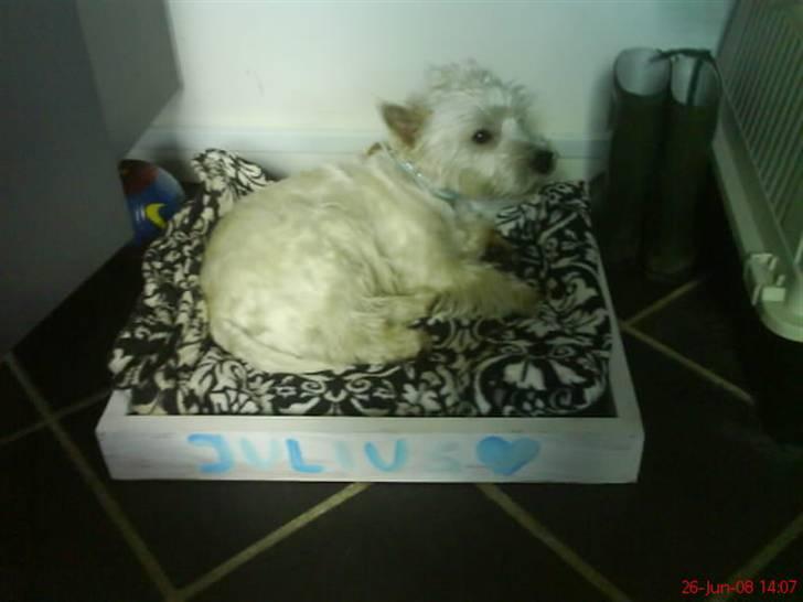 West highland white terrier Julius R.I.P. ); SAVNET! - Julius i sin nye kurv :) billede 2