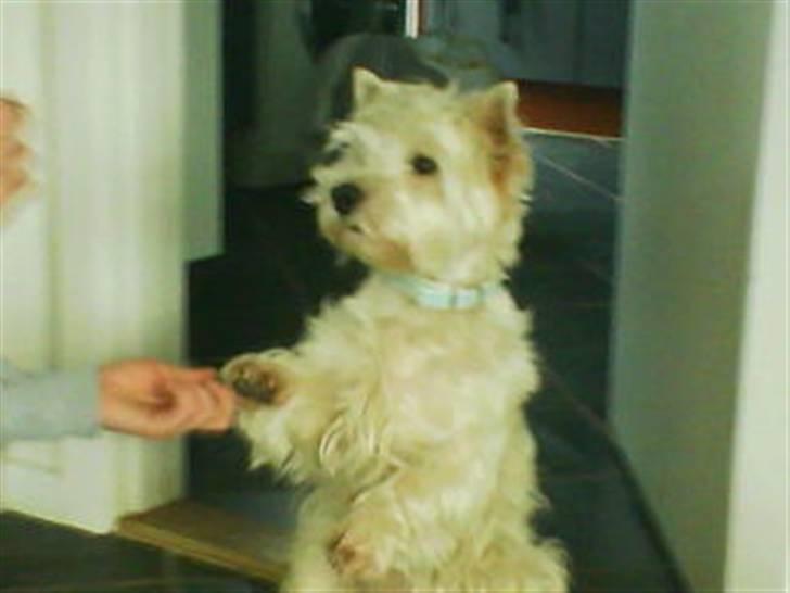 West highland white terrier Julius R.I.P. ); SAVNET! - er jeg ikke dygtig ? ;) billede 3