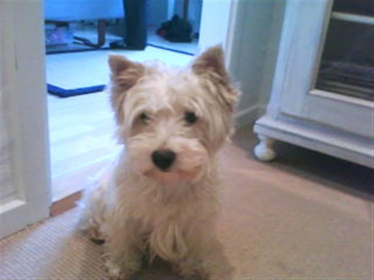 West highland white terrier Julius R.I.P. ); SAVNET! - Hej siger julle (Kælenavn) billede 4