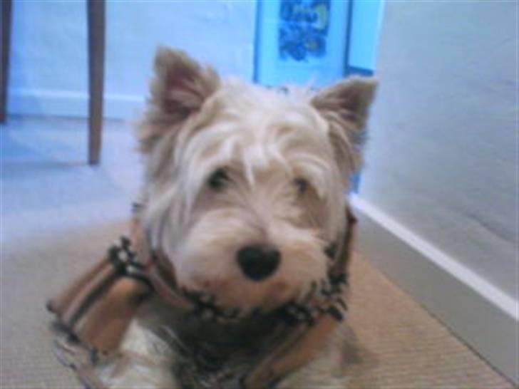 West highland white terrier Julius R.I.P. ); SAVNET! - Jeg er med på moden xD billede 5
