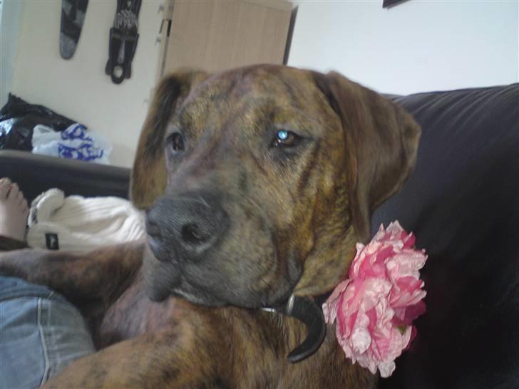 Blanding af racer Kenzo billede 1