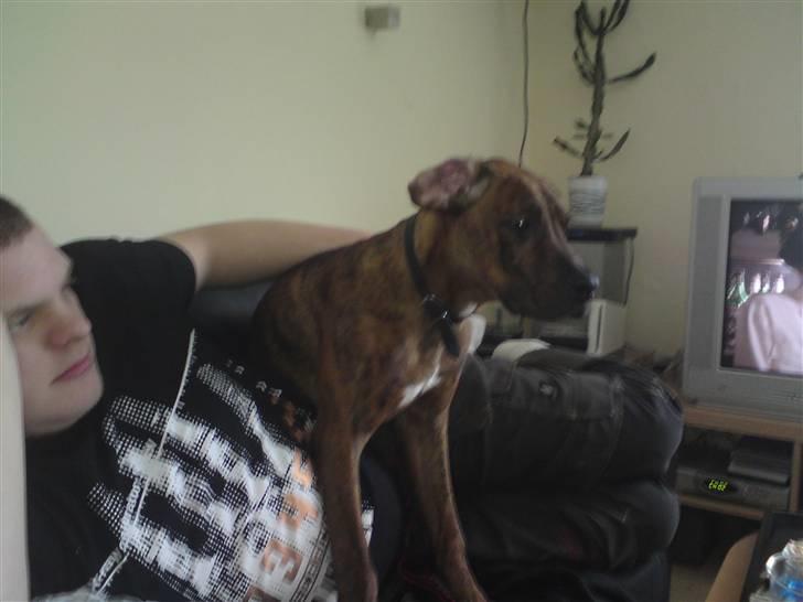 Blanding af racer Kenzo billede 2