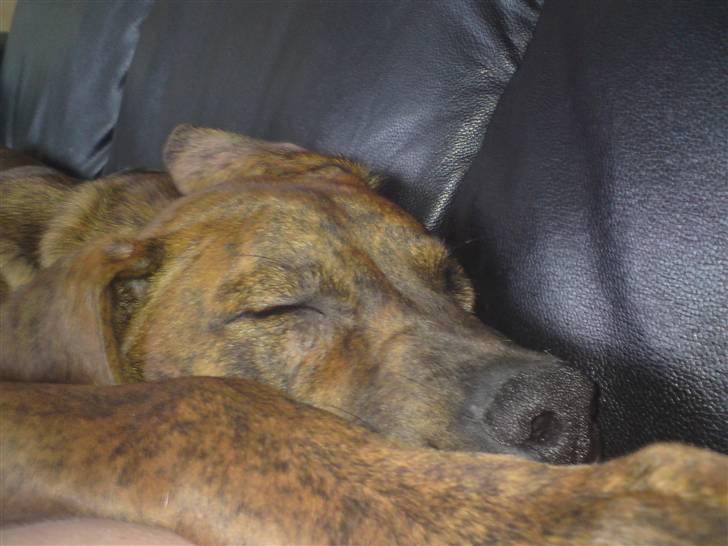 Blanding af racer Kenzo billede 3