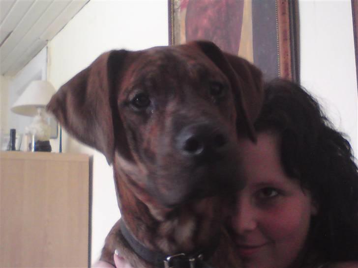 Blanding af racer Kenzo billede 4