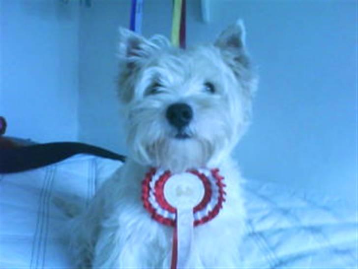 West highland white terrier Julius R.I.P. ); SAVNET! - Jeg låner lige Tyfon´s rosette :) billede 6