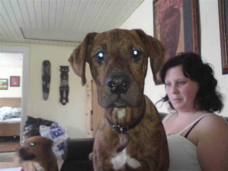 Blanding af racer Kenzo billede 5