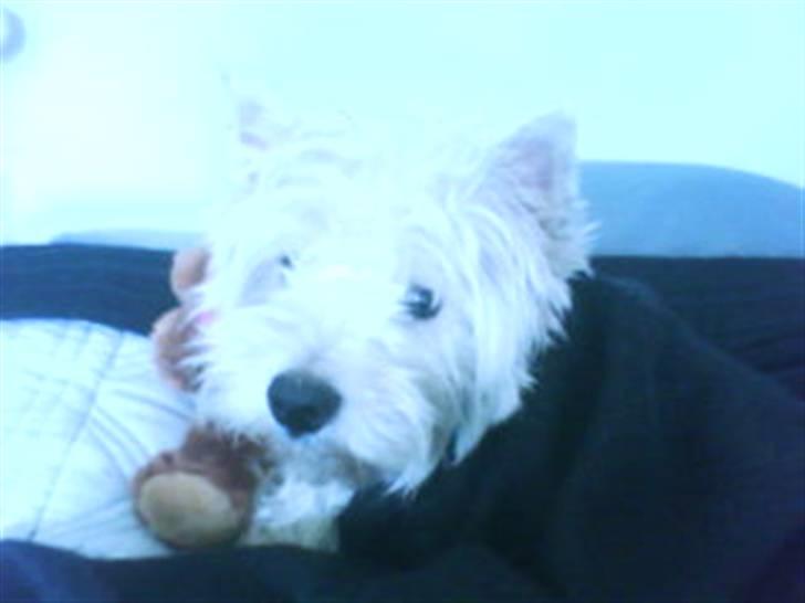 West highland white terrier Julius R.I.P. ); SAVNET! - Hallo i larmer der er nogen der prøver at sove ... ;D billede 7