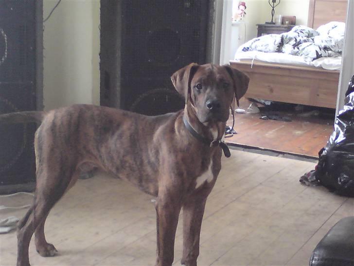 Blanding af racer Kenzo billede 6