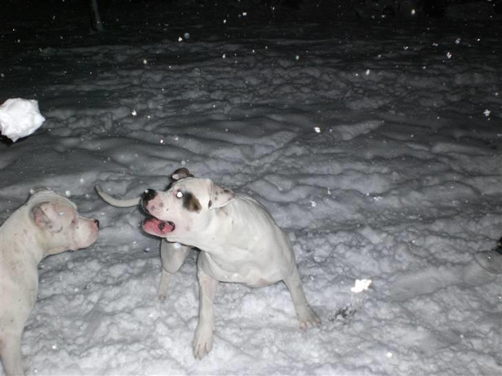 Amerikansk bulldog Hemi - 4 måneder mor giv mig nu den gidbid:) billede 9