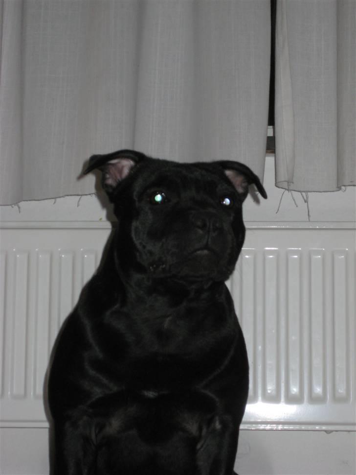 Staffordshire bull terrier Enoddens Hey littel girl. billede 18