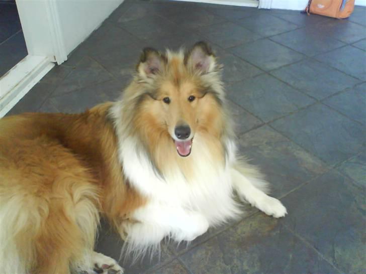 Collie langhåret Simba - Lækre hund? Ja det mig! billede 15