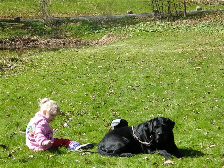 Blanding af racer Lady billede 14