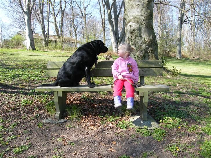 Blanding af racer Lady billede 15