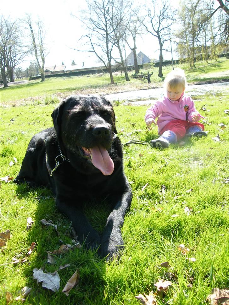 Blanding af racer Lady billede 16